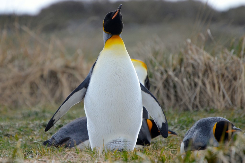 king penguin