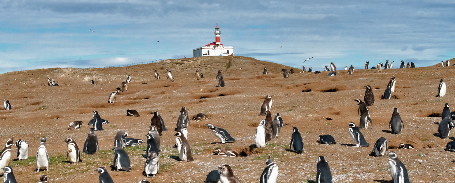 Visita a los Pinguinos de Isla Magdalena