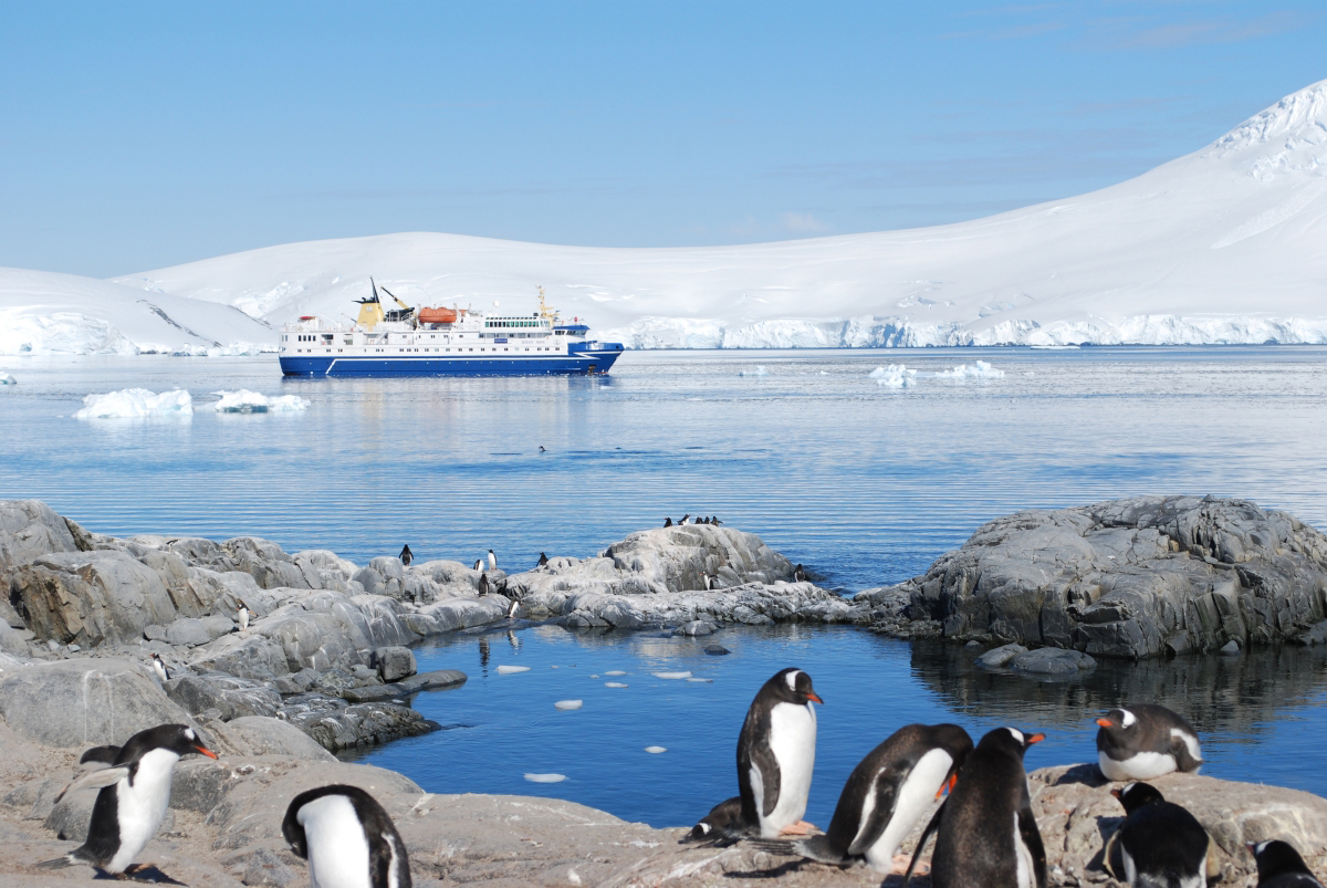antartica pinguino