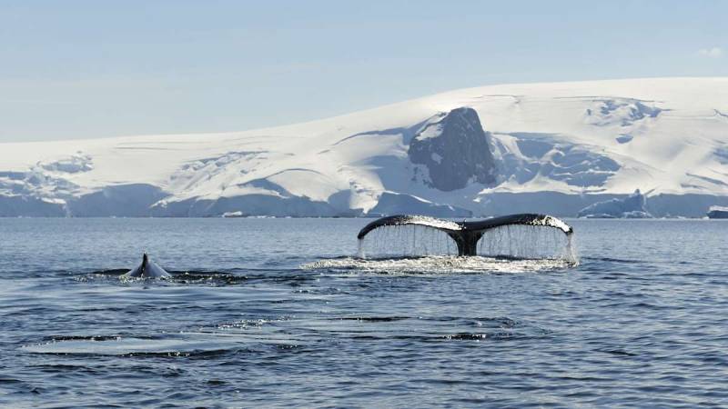 antartica