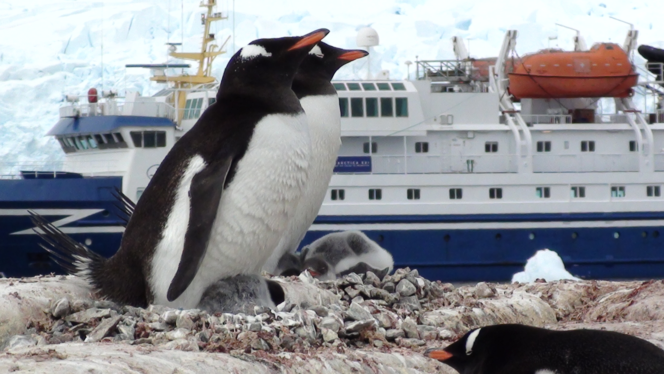 antartica