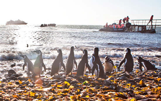 Crucero australis patagonia