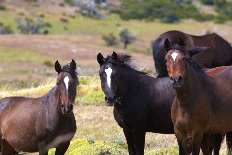 Caballos Torres del Paine Patagonia Bagual